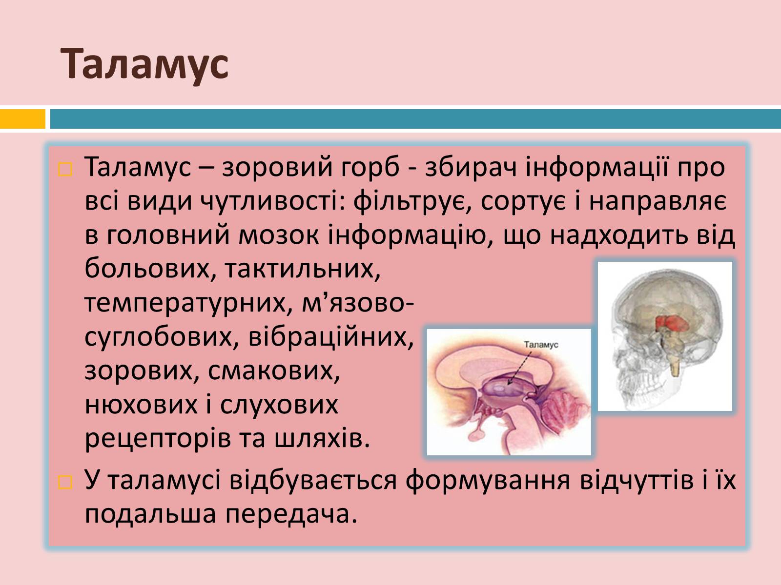 Презентація на тему «Головний мозок» (варіант 2) - Слайд #24