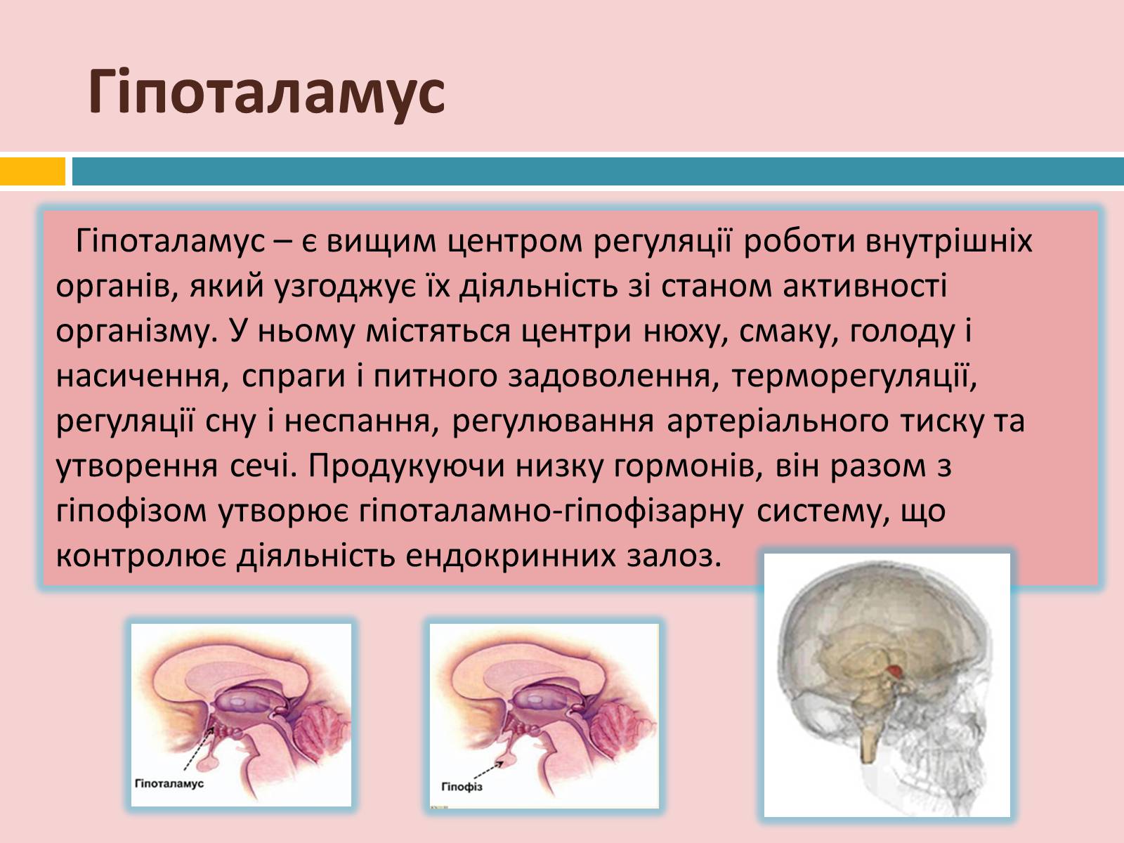 Презентація на тему «Головний мозок» (варіант 2) - Слайд #25