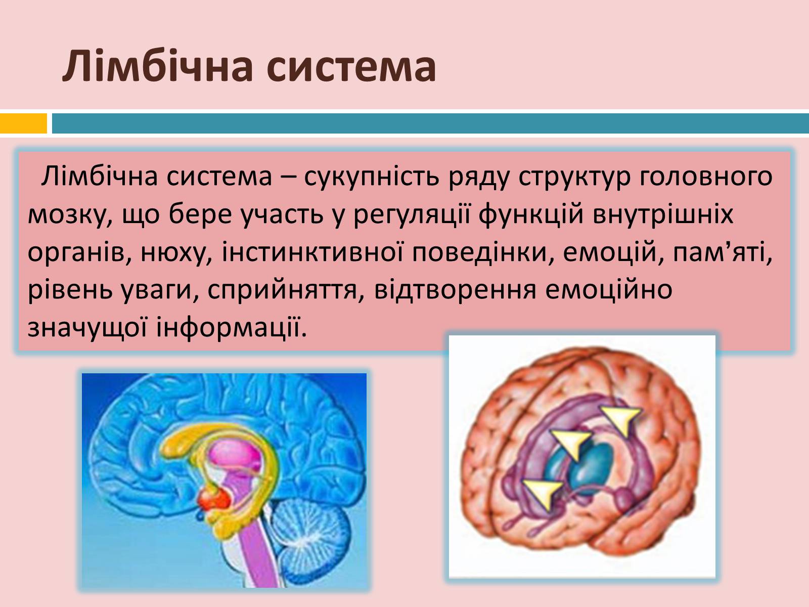 Презентація на тему «Головний мозок» (варіант 2) - Слайд #27