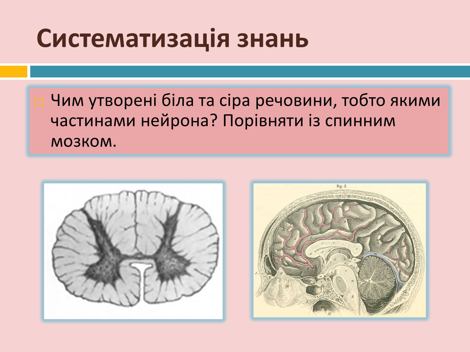 Презентація на тему «Головний мозок» (варіант 2) - Слайд #32