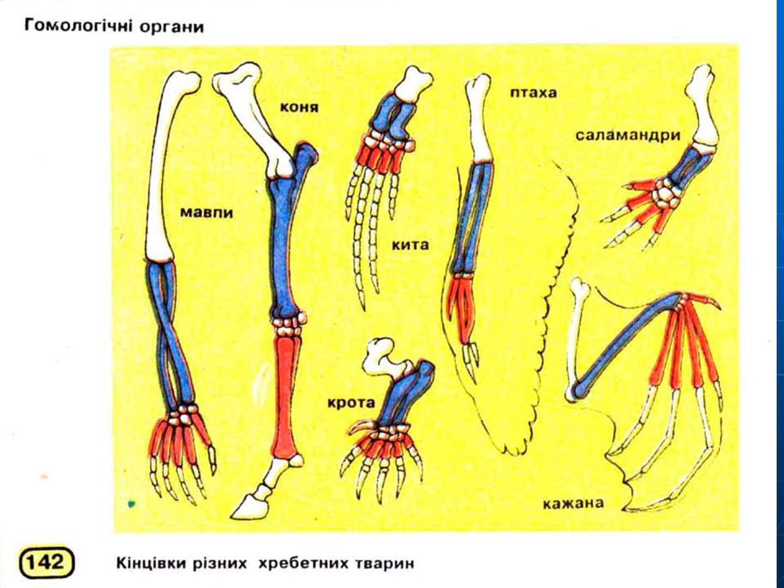 Ласты кита и роющие конечности крота. Гомологічні органи. Гомологичные органы. Гомология передних конечностей позвоночных (саламандра,. Аналогичные органы.