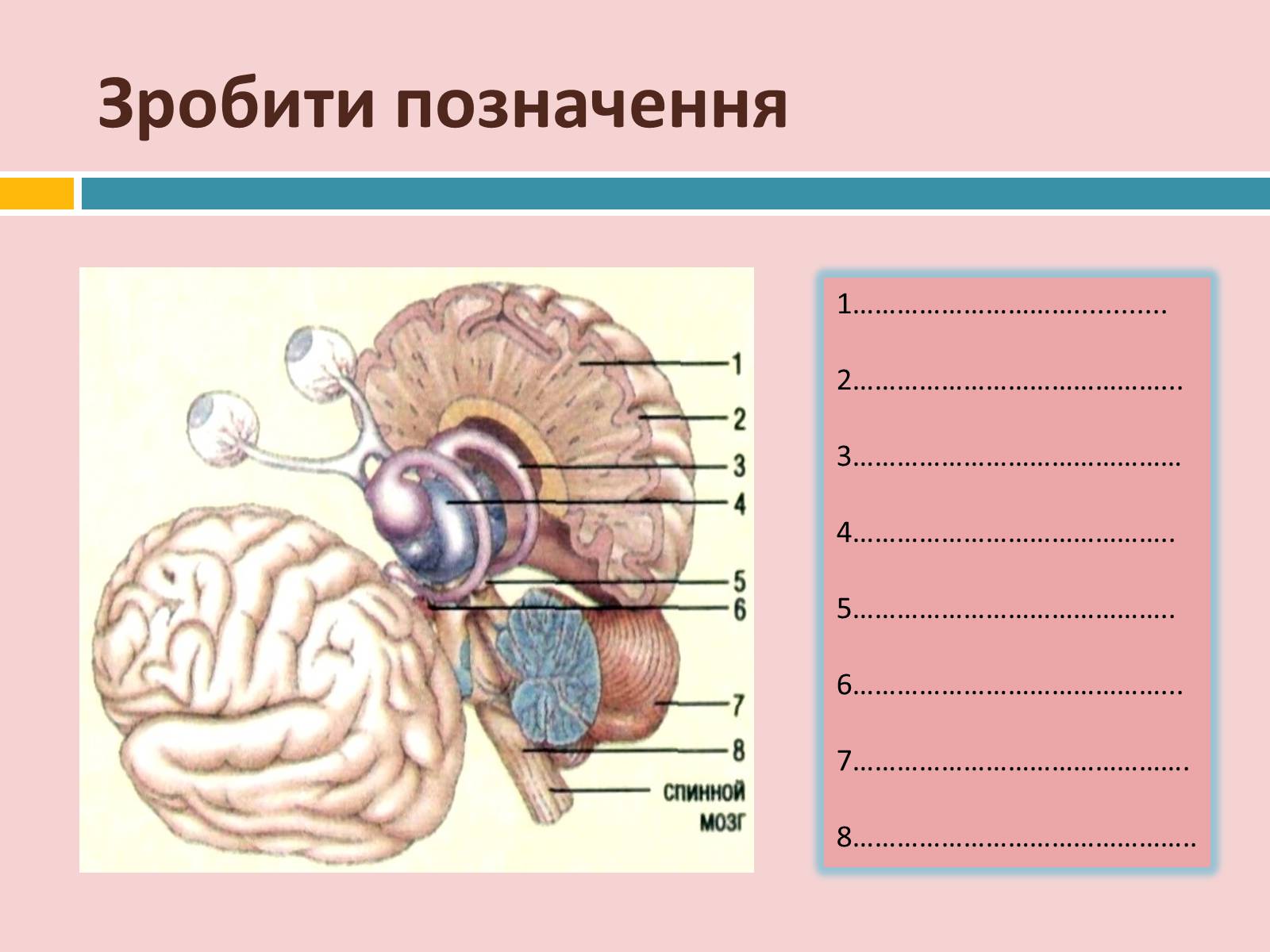 Презентація на тему «Головний мозок» (варіант 2) - Слайд #37