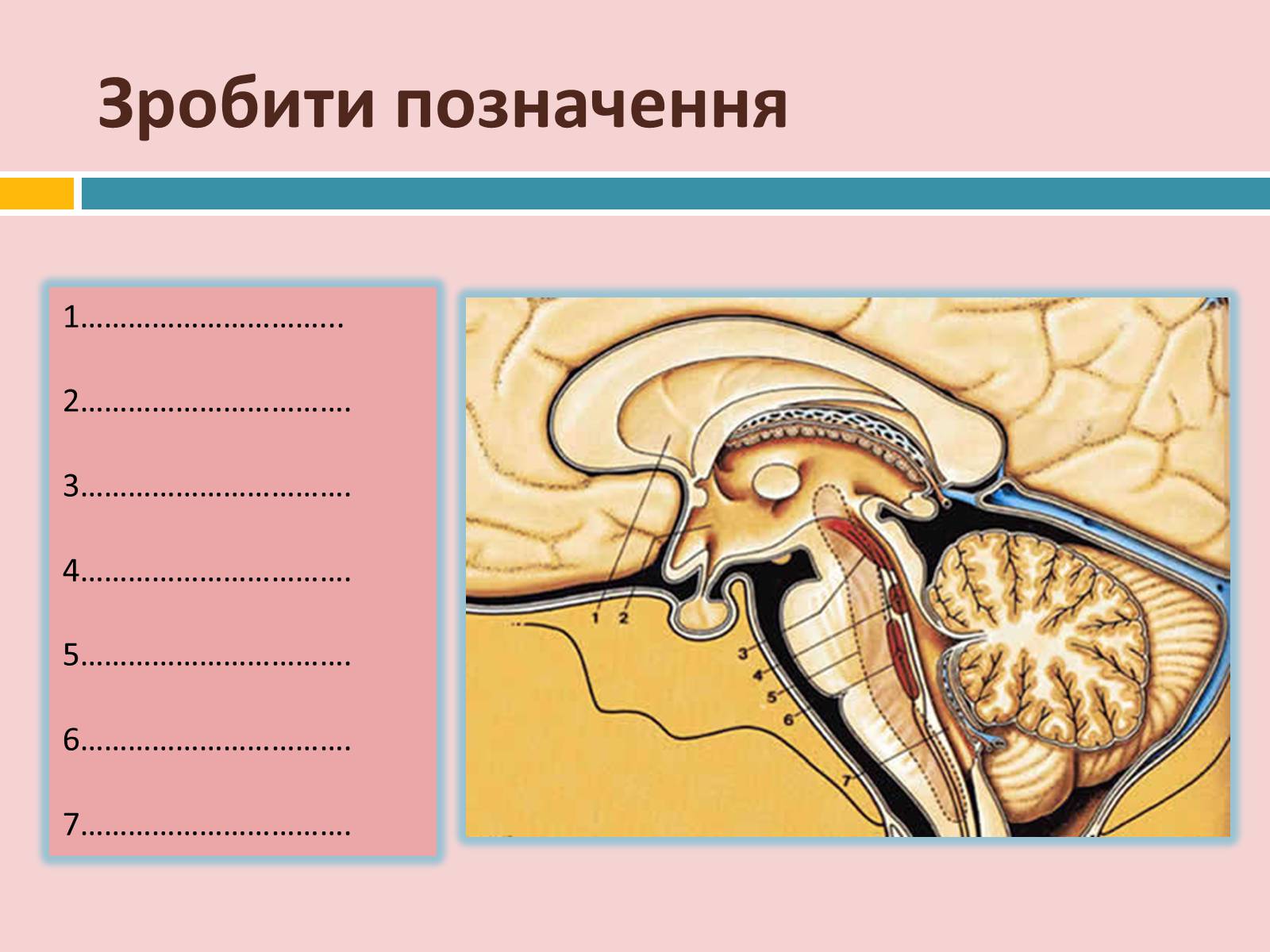 Презентація на тему «Головний мозок» (варіант 2) - Слайд #38