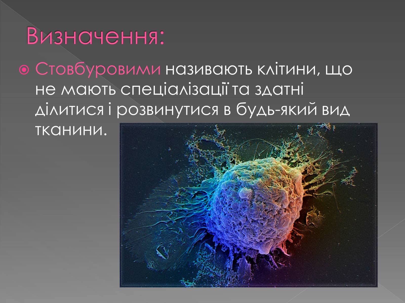 Презентація на тему «Стовбурові клітини» (варіант 4) - Слайд #2
