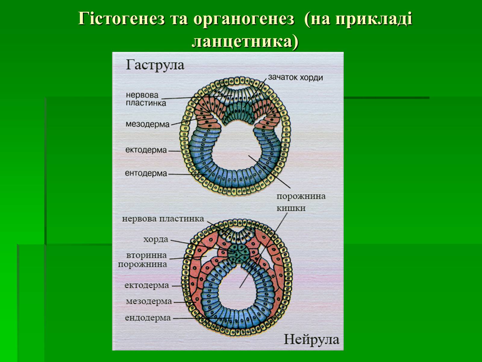 Три стадии характеризующие стадию органогенеза. Нейрула ланцетника. Гаструла бластула нейрула эктодерма мезодерма энтодерма. Эмбриогенез и органогенез. Гистогенез нейрула.