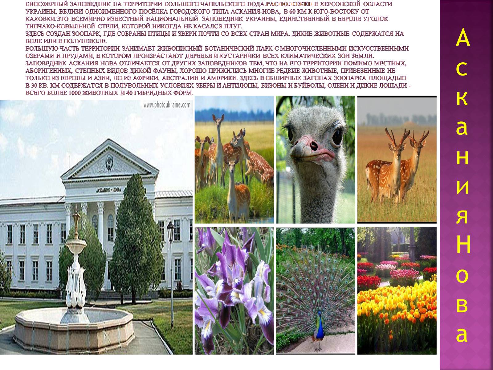 Презентація на тему «Украинские места-заповедники 20 века» - Слайд #4
