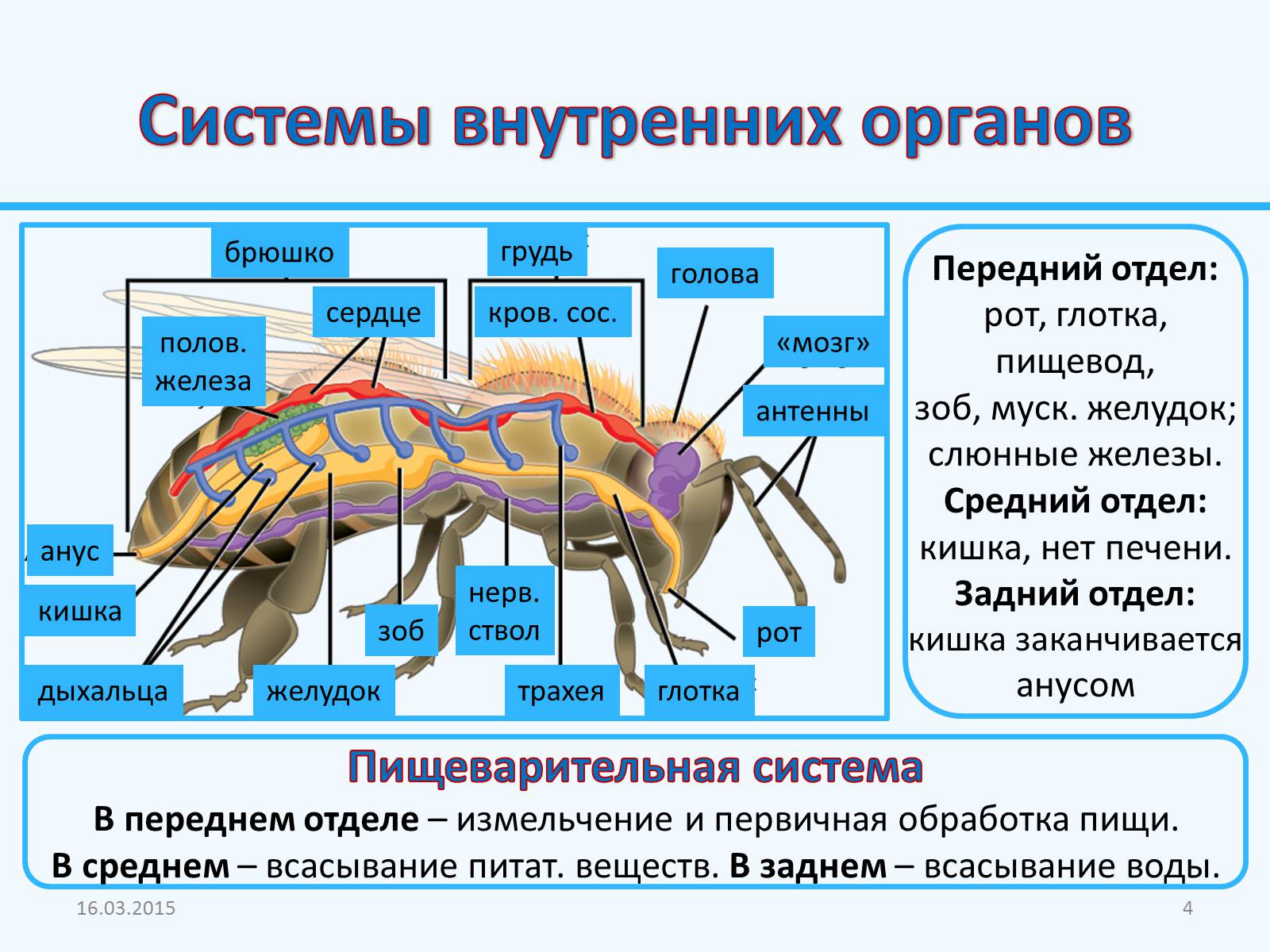 Презентація на тему «Внутреннее строение насекомых» - Слайд #4