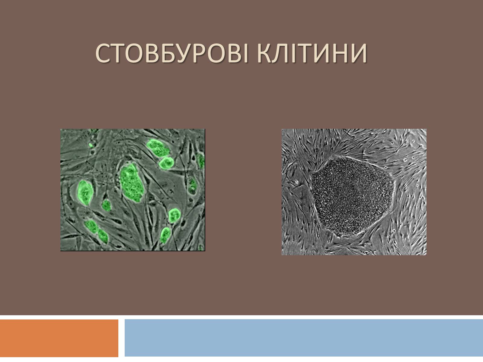 Презентація на тему «Стовбурові клітини» (варіант 5) - Слайд #1