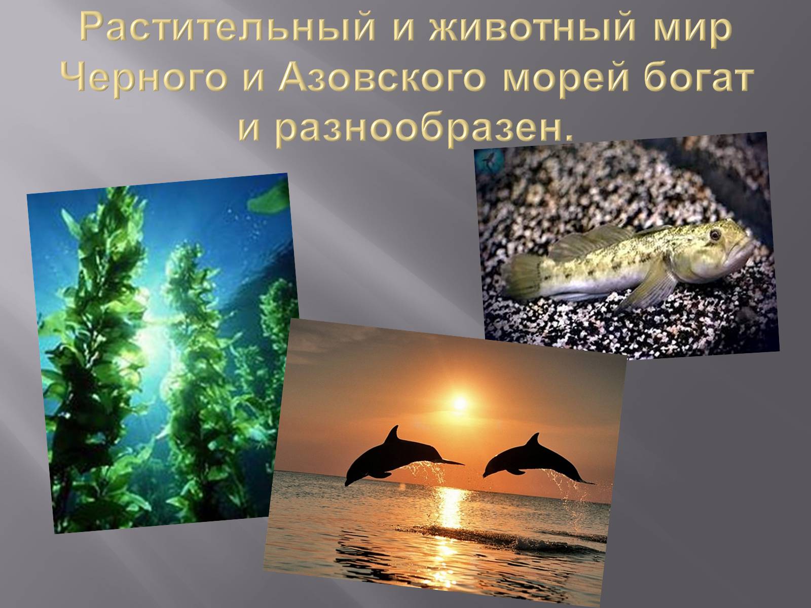 Растительный моря и животный мир Азовского моря