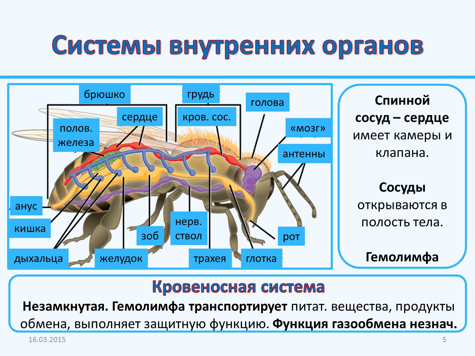 Презентація на тему «Внутреннее строение насекомых» - Слайд #5