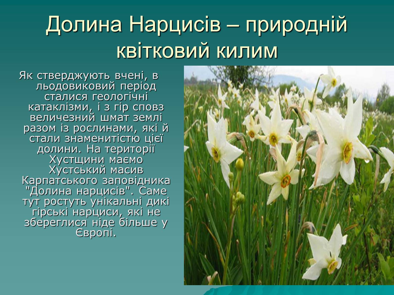 Презентація на тему «Українські Карпати» (варіант 5) - Слайд #25