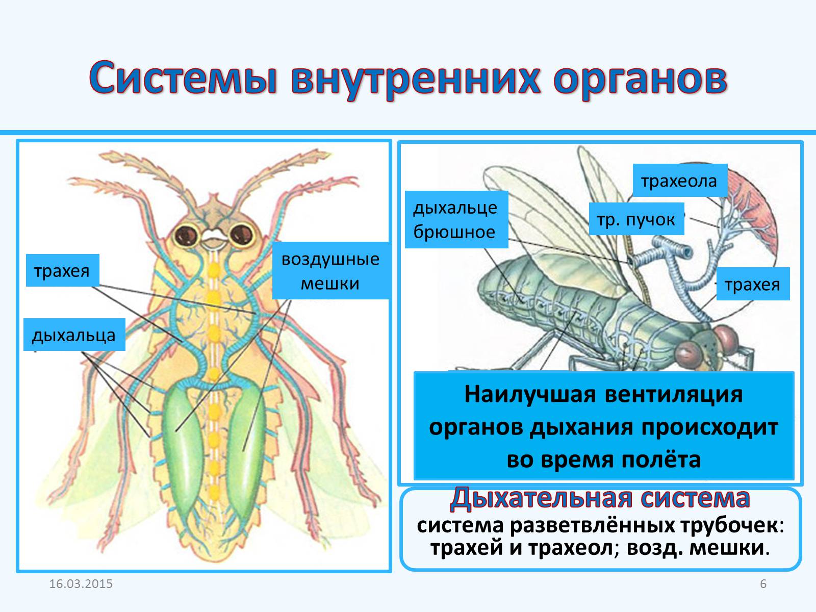 Презентація на тему «Внутреннее строение насекомых» - Слайд #6