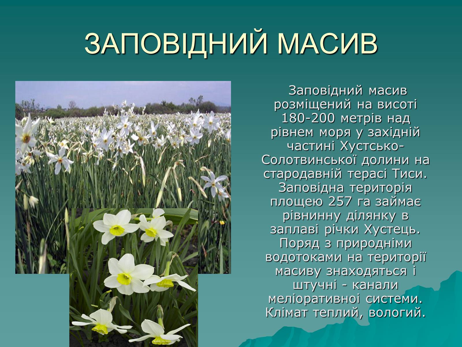 Презентація на тему «Українські Карпати» (варіант 5) - Слайд #26