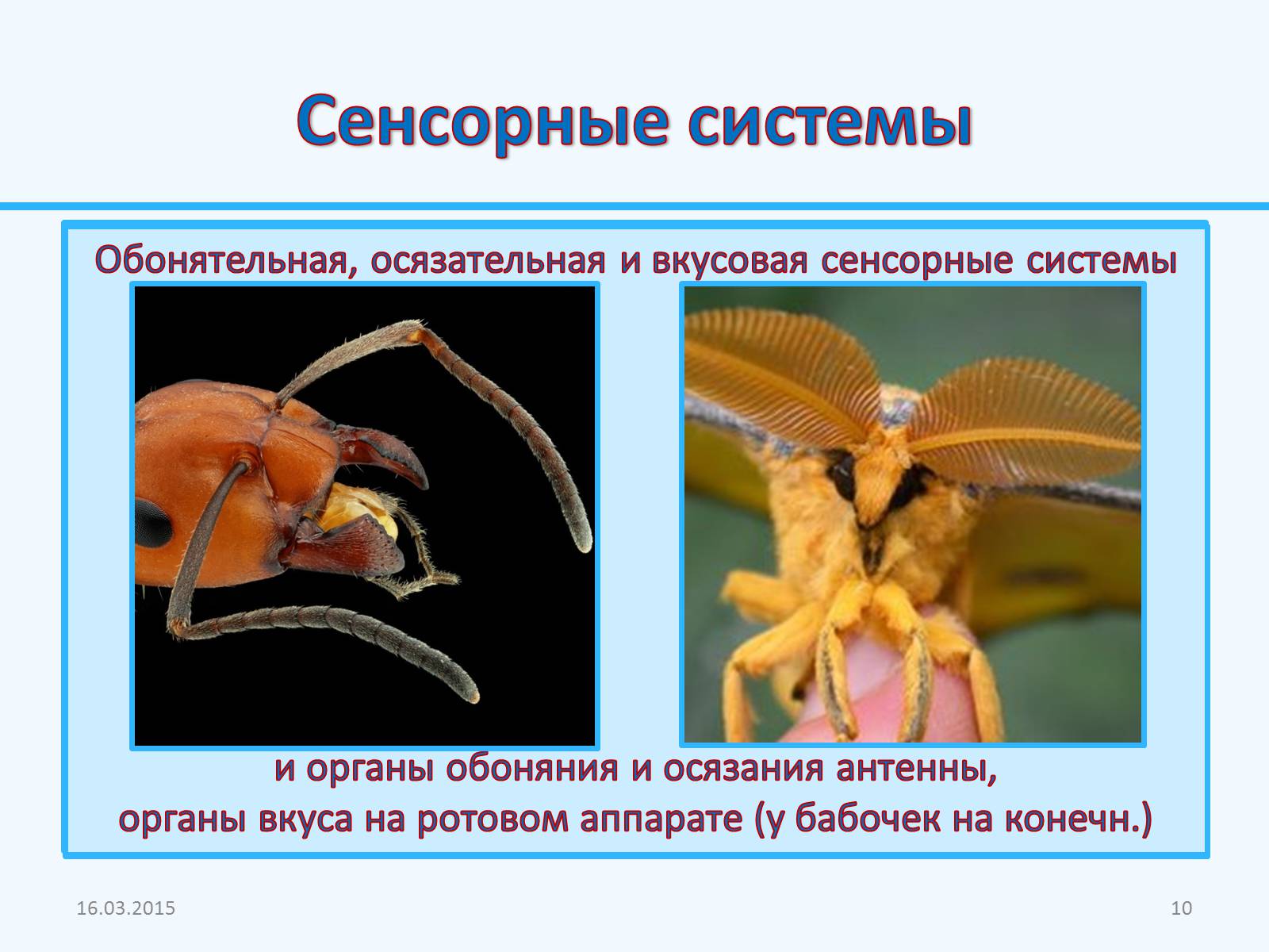 Презентація на тему «Внутреннее строение насекомых» - Слайд #10
