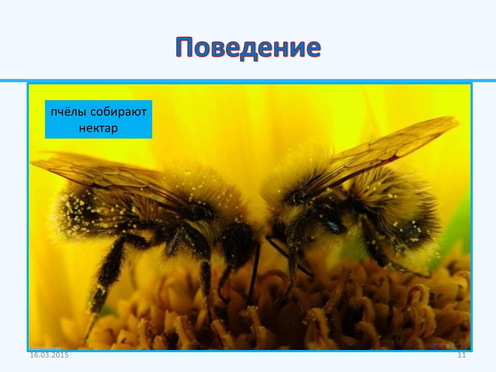 Презентація на тему «Внутреннее строение насекомых» - Слайд #11