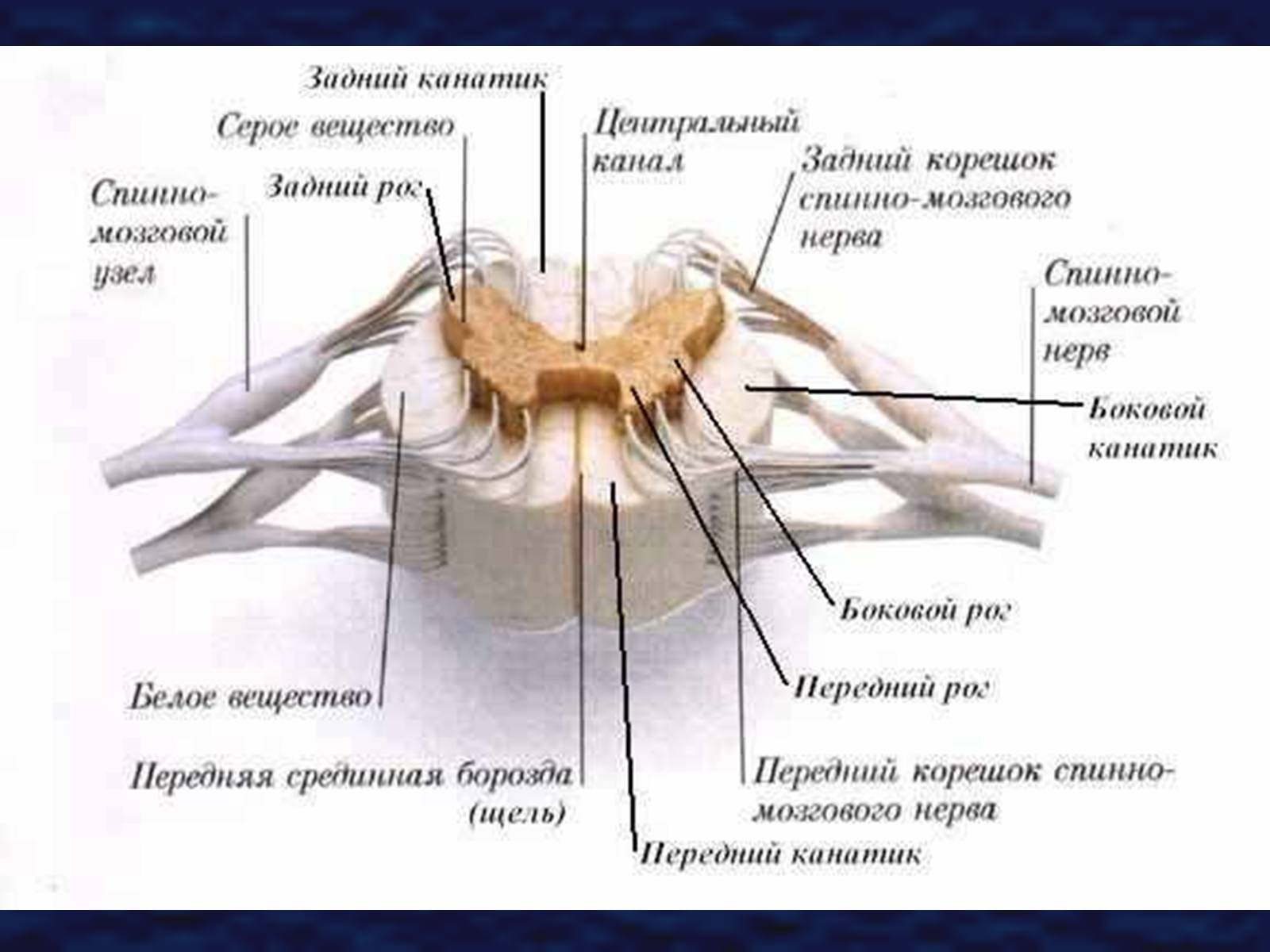 Спинной мозг понятие. Внутреннее строение спинного мозга поперечный разрез. Внутреннее строение спинного мозга анатомия. Наружное строение спинного мозга схема. Серое вещество белое вещество спинномозговой канал.
