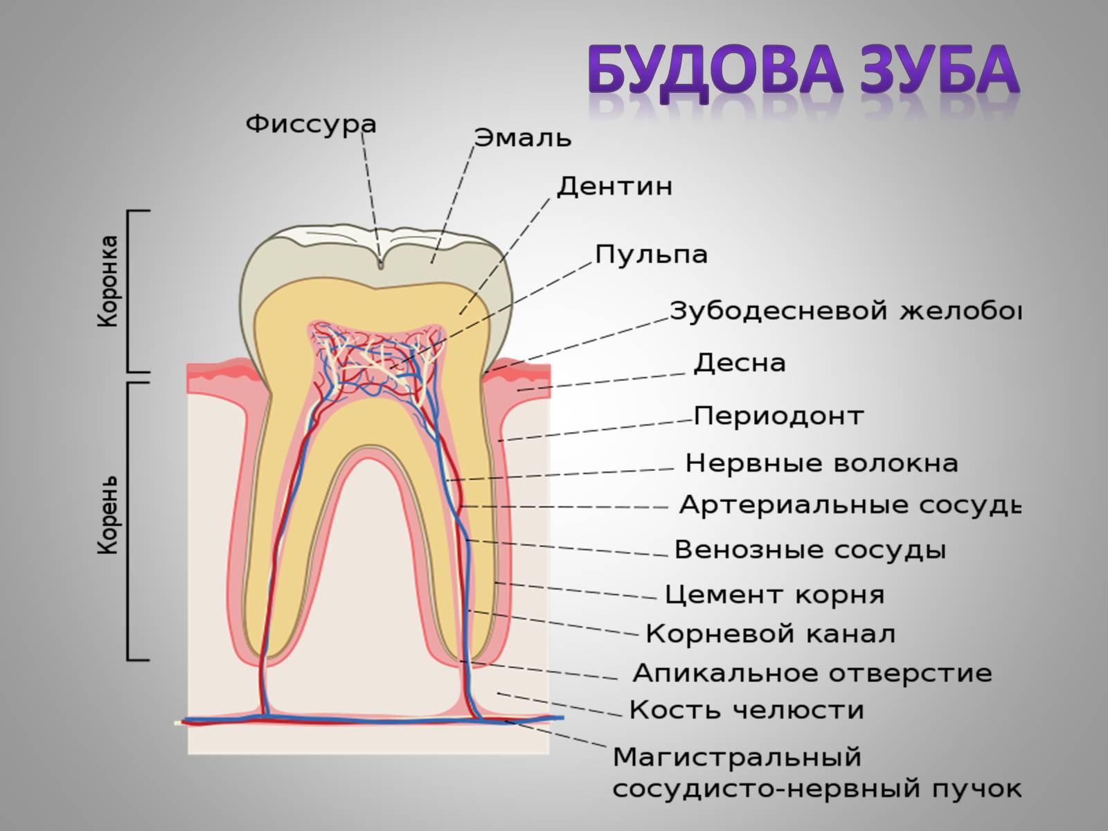 Тип строения зуба. Внутрішня будова зуба. Строени ЕЗКБА. Название частей зуба. Название структура зуба.