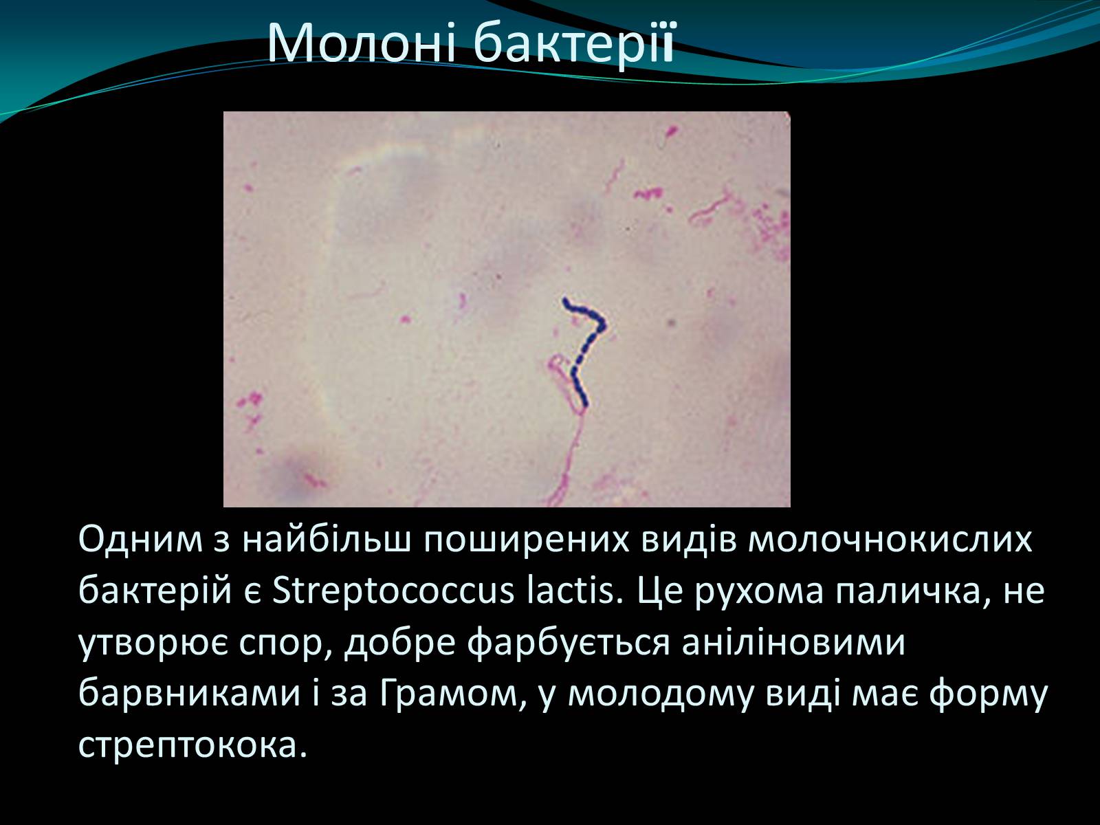 Презентація на тему «Мікроорганізми» - Слайд #11