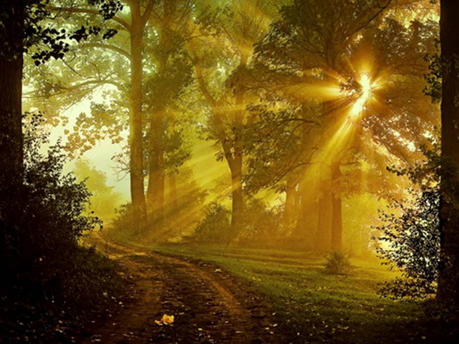 Там где солнца свет. Солнечный пейзаж. Лучи солнца. Сказочная природа. "Солнце в лесу".