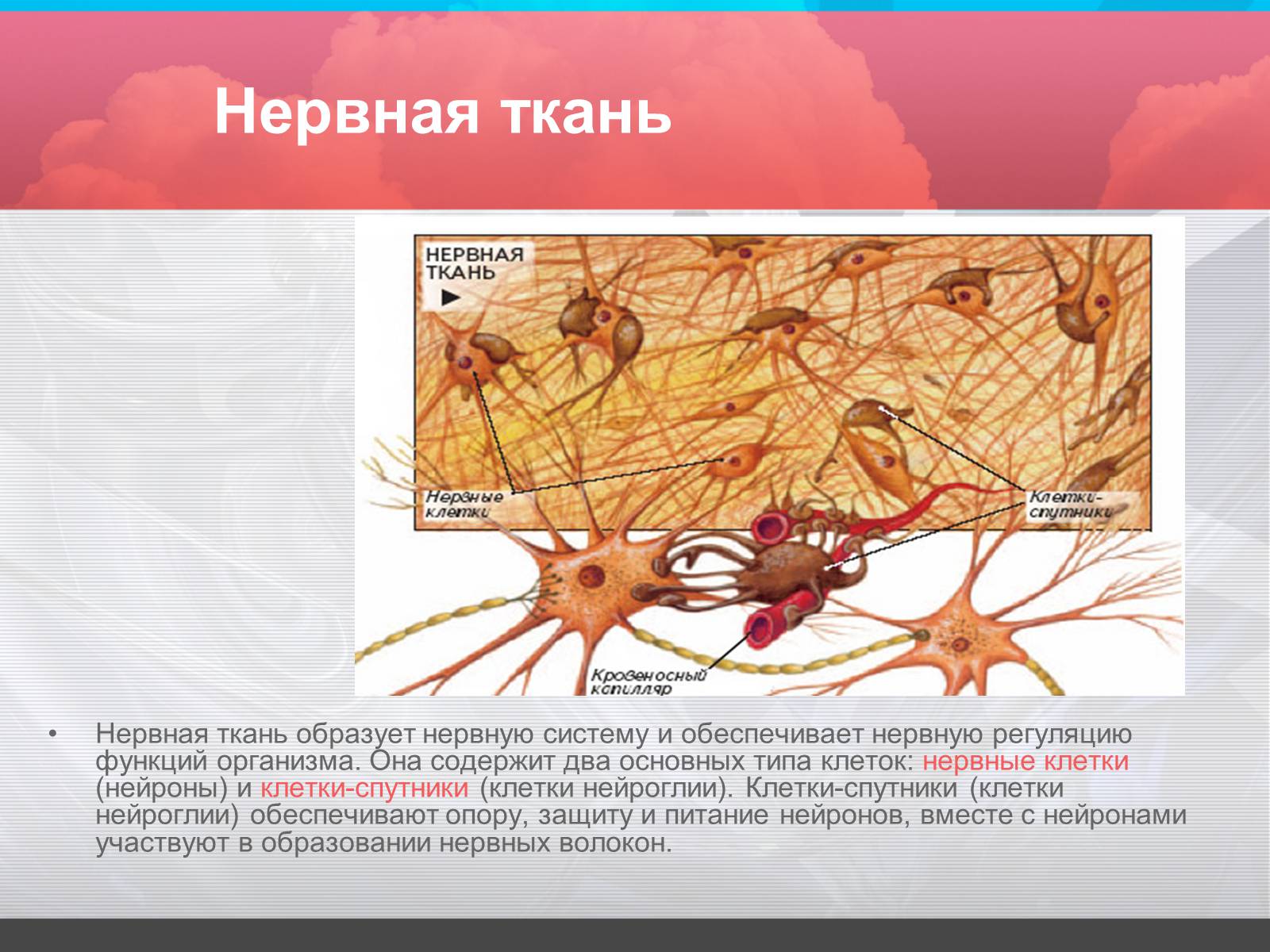 Презентація на тему «Строение и значение нервной системы» - Слайд #2