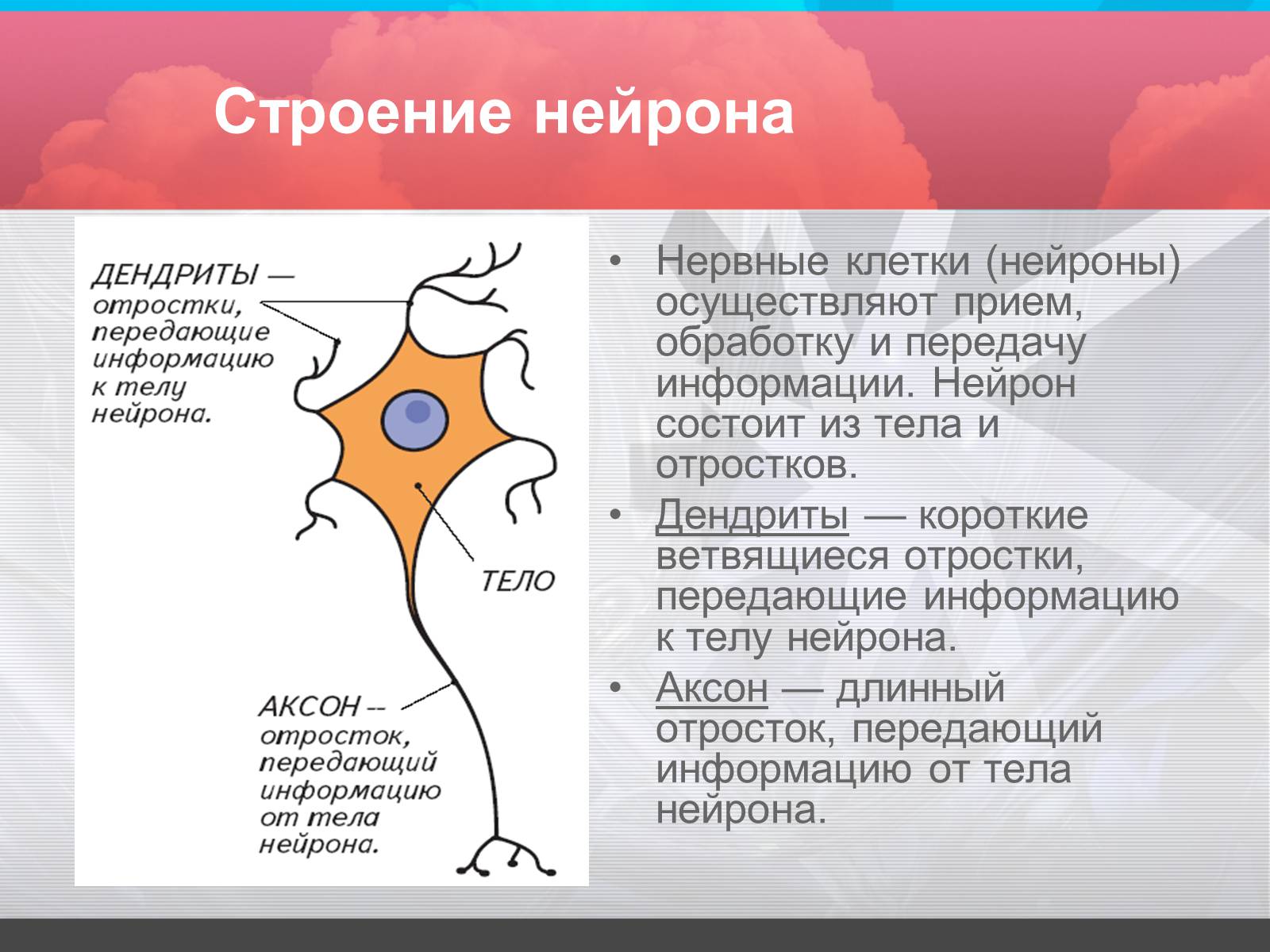 Презентація на тему «Строение и значение нервной системы» - Слайд #3