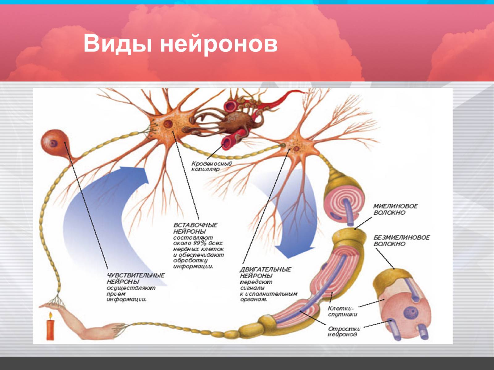 Презентація на тему «Строение и значение нервной системы» - Слайд #4