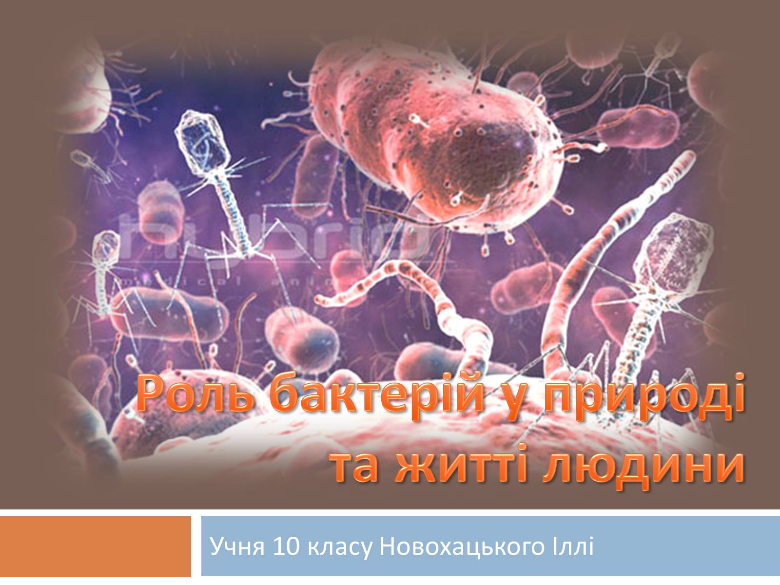 Презентація на тему «Роль бактерій у природі та житті людини» (варіант 1) - Слайд #1
