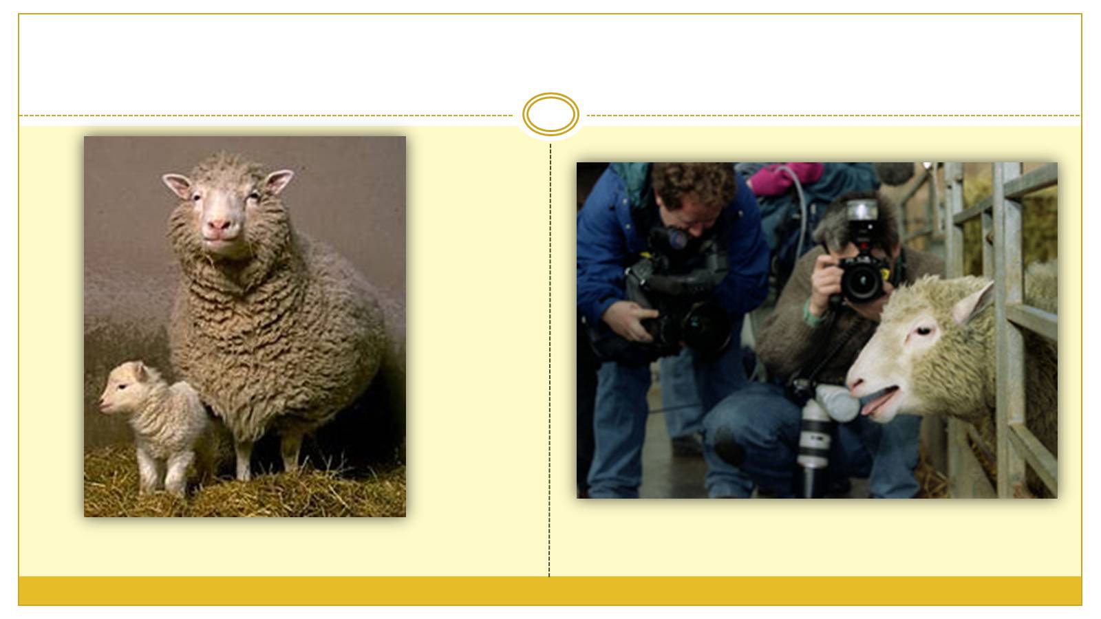 Презентація на тему «Вівця Доллі» (варіант 2) - Слайд #8