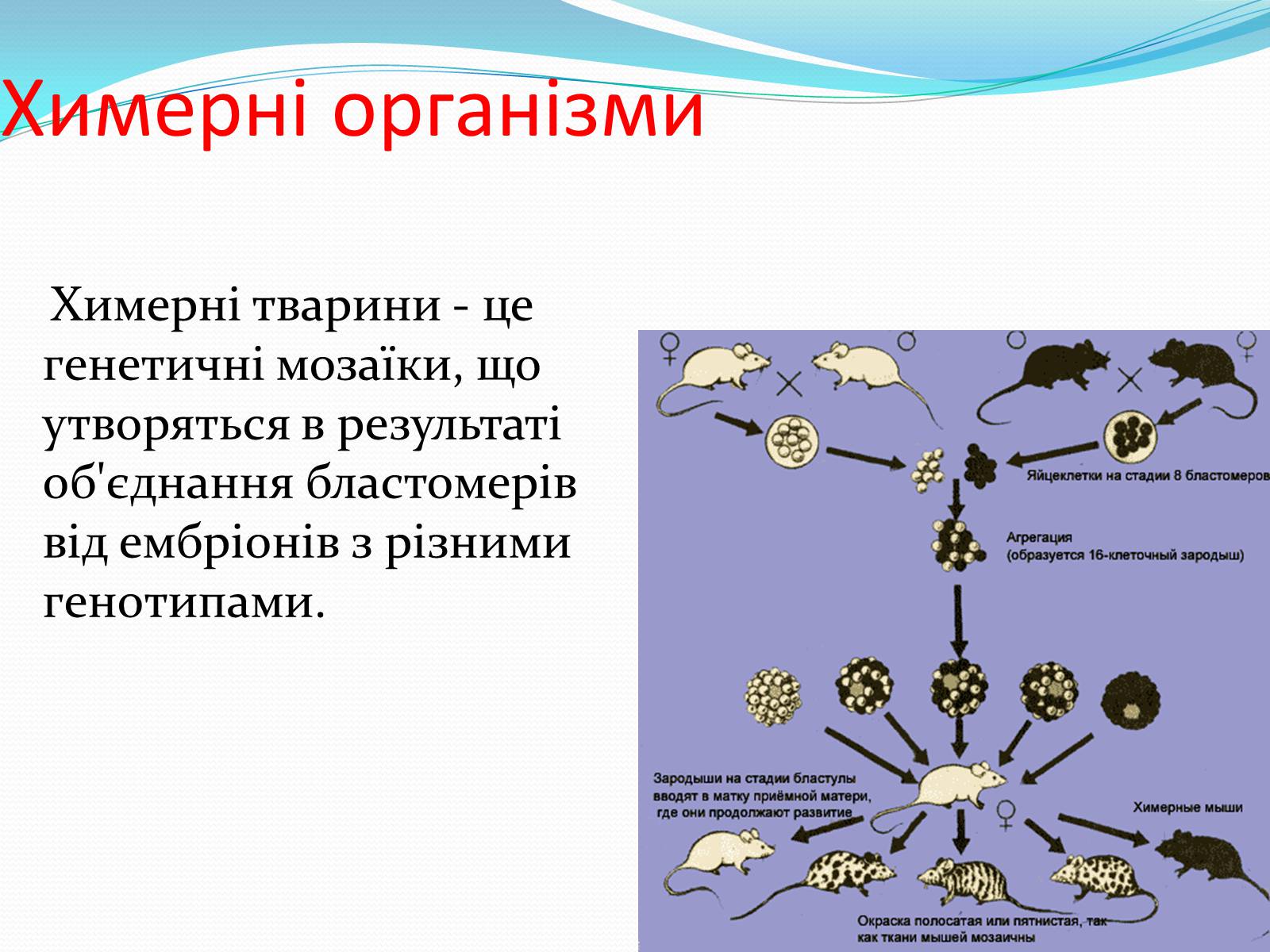 Презентація на тему «Основні напрямки сучасної біотехнології» (варіант 2) - Слайд #9