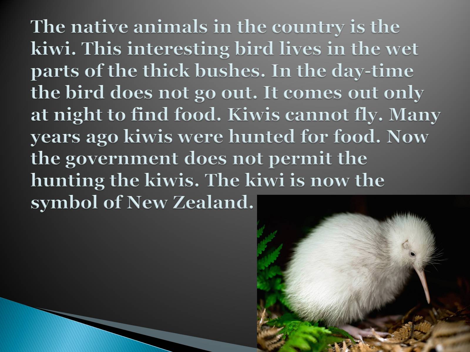Презентація на тему «New Zealand» (варіант 7) - Слайд #8