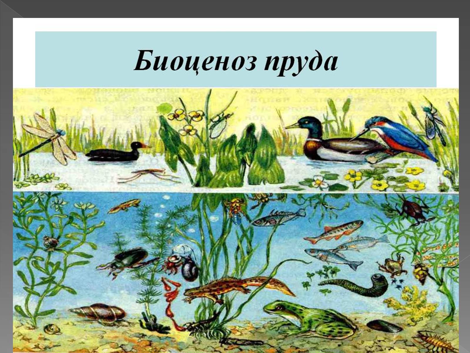 растения и животные озера
