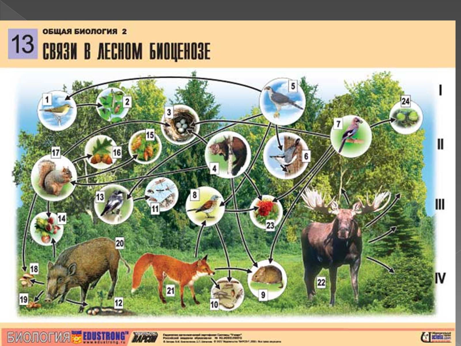 Разнообразие природных сообществ 5 класс биология пасечник. Биоценоз биогеоценоз экосистема. Видовое разнообразие. Экосистема лиственного леса. Видовое разнообразие леса.