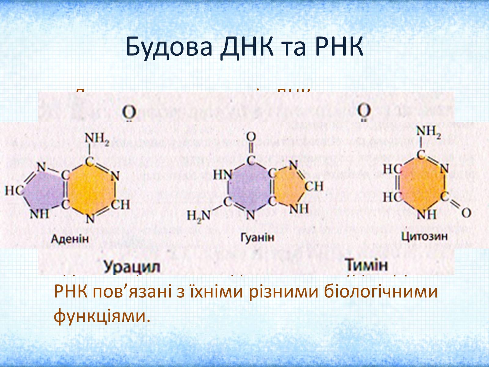 Презентація на тему «Нуклеїнові кислоти» (варіант 2) - Слайд #13