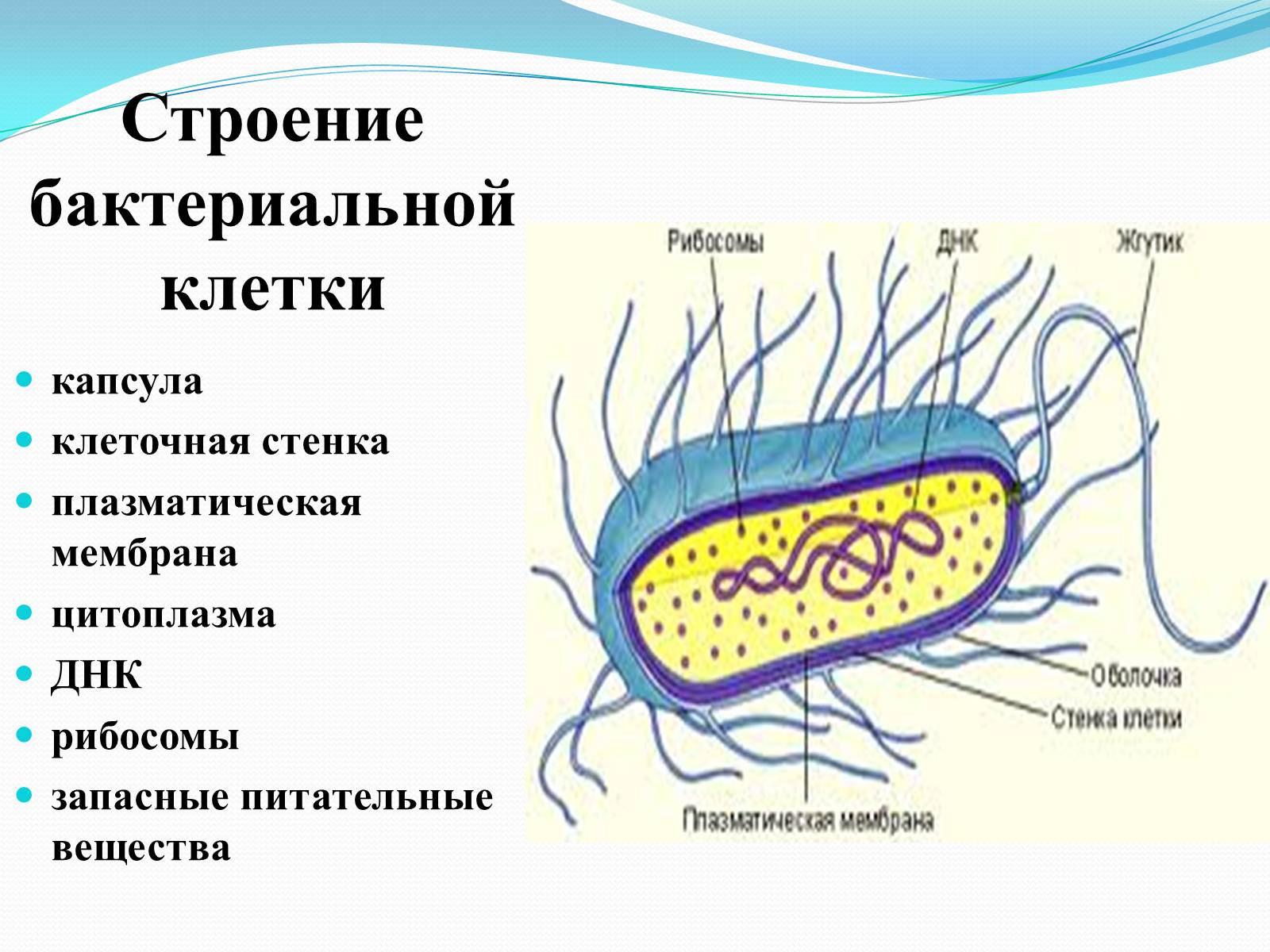 Что входит в клетки прокариот. Строение прокариотической клетки бактерии. Строение бактерии прокариот. Названия основных частей бактериальной клетки. Строение клетки прокариот бактерии.