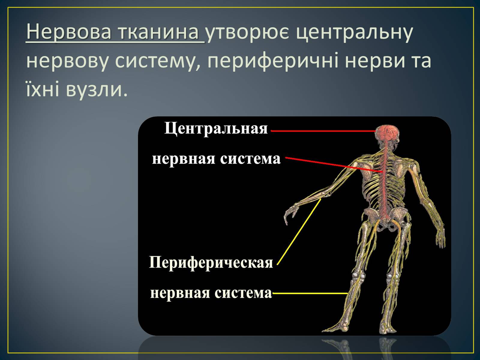 Презентація на тему «Нервова тканина» - Слайд #3
