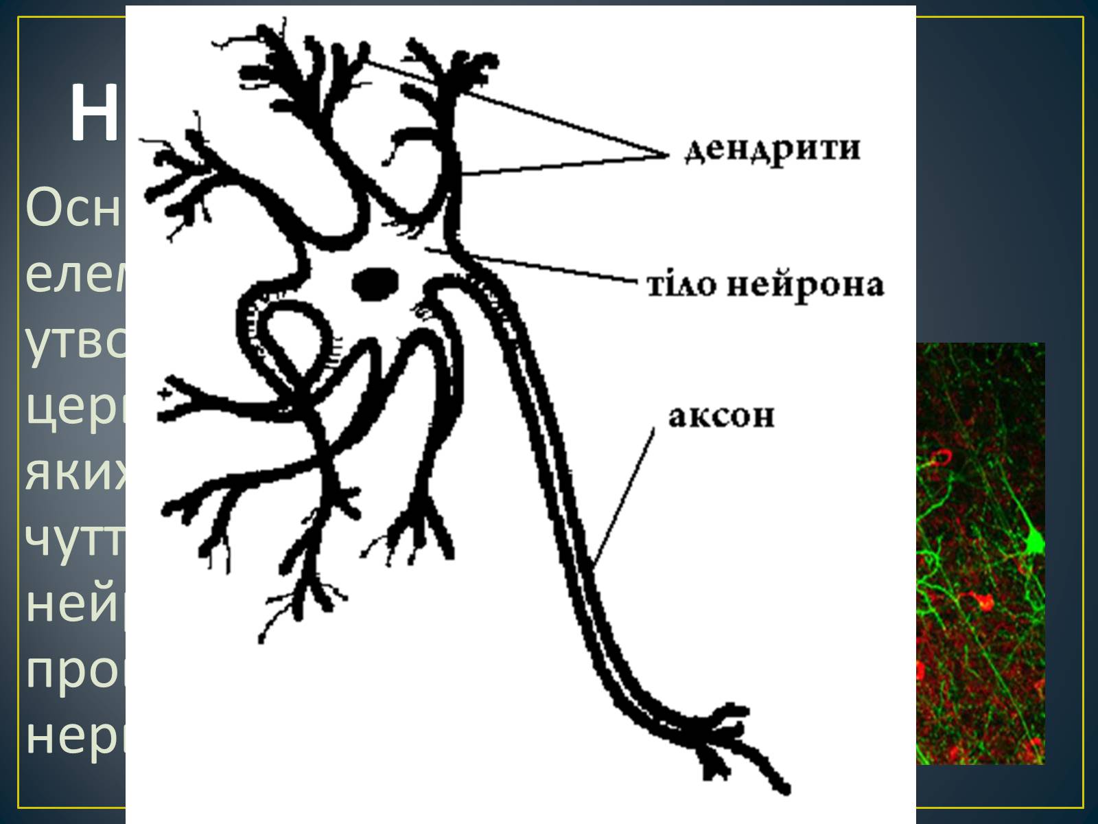 Презентація на тему «Нервова тканина» - Слайд #5