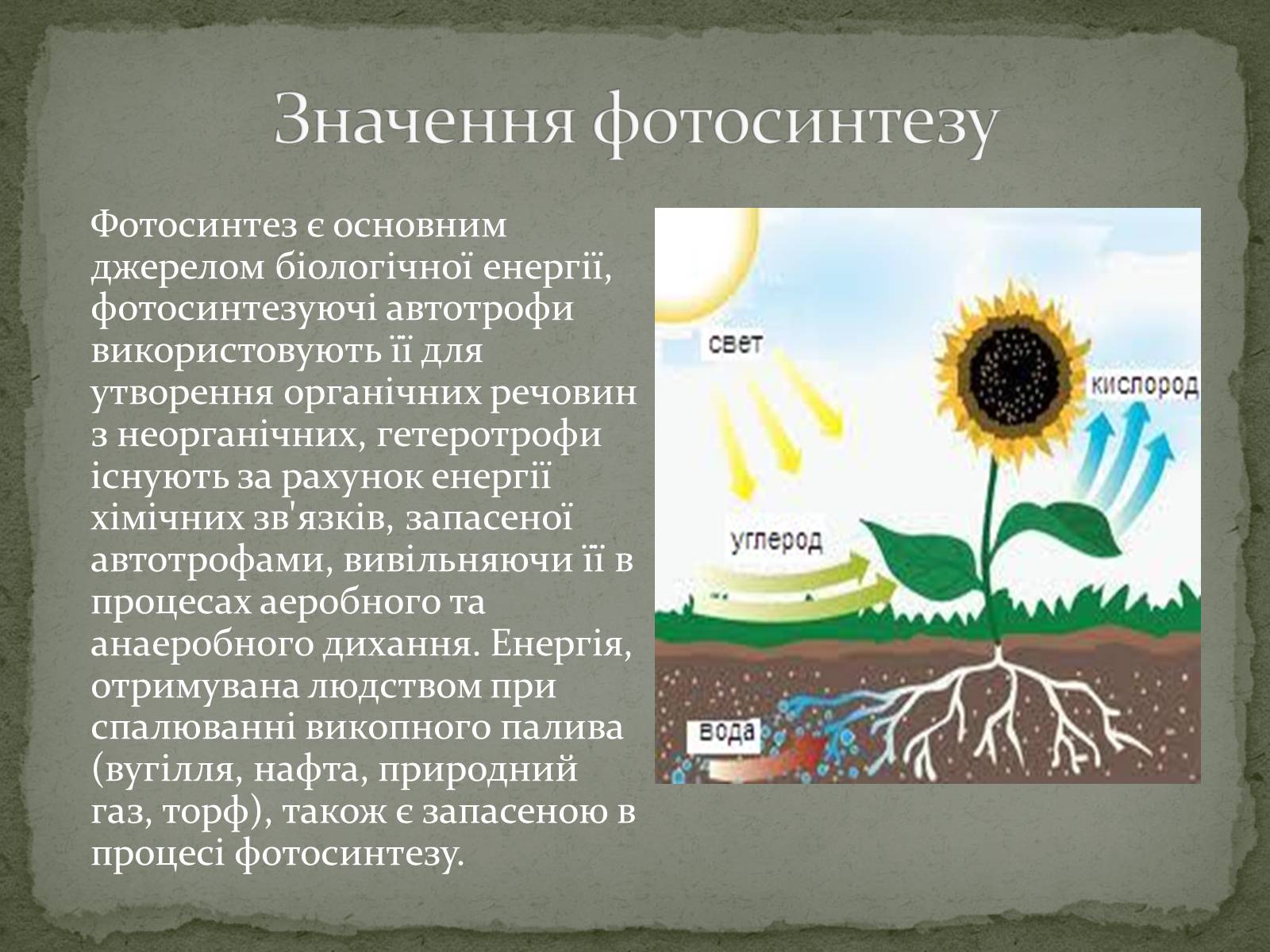 Презентація на тему «Фотосинтез» (варіант 7) - Слайд #7