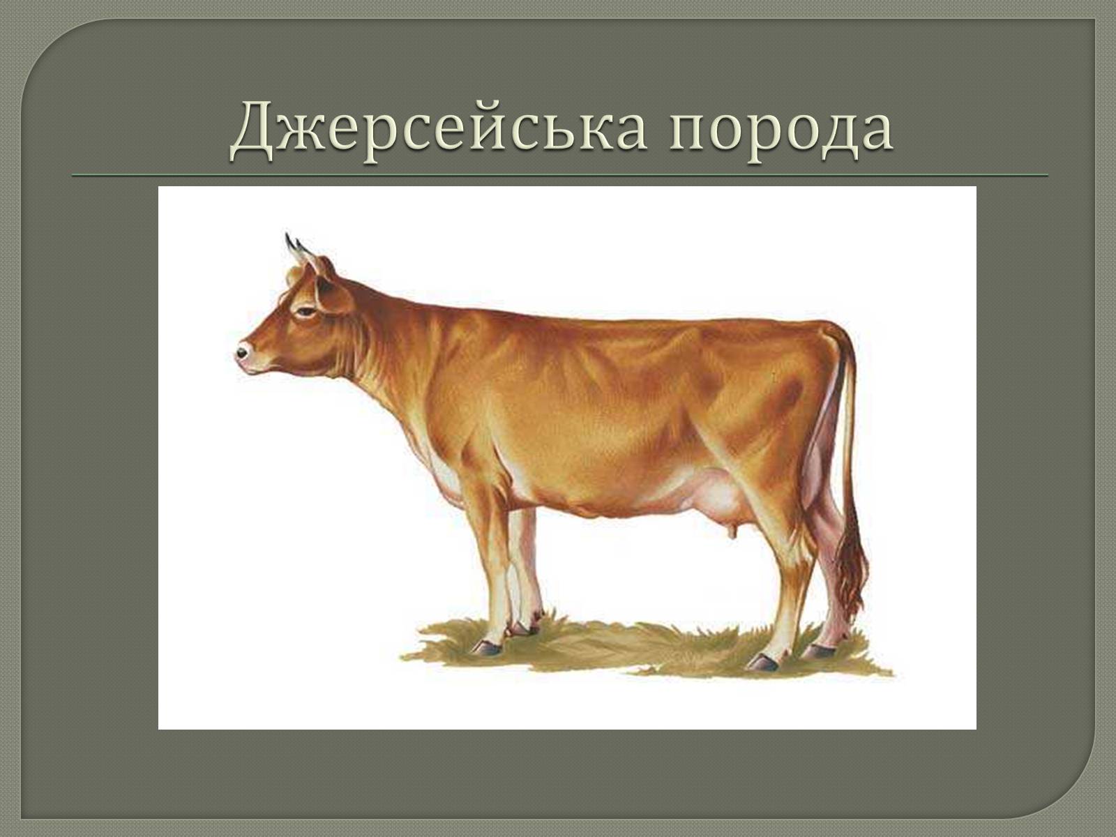 Презентація на тему «Селекція великої рогатої худоби» - Слайд #7