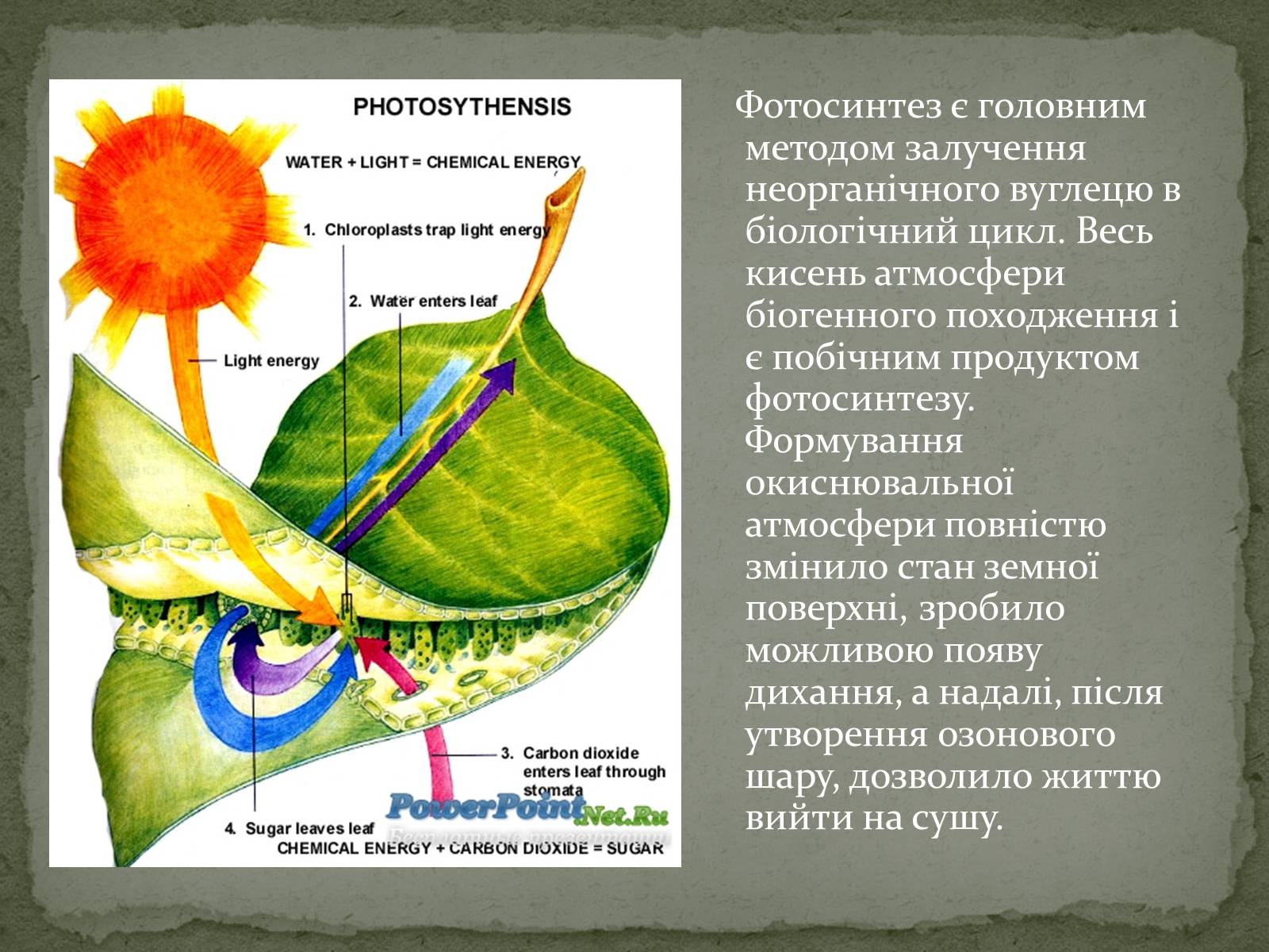 Презентація на тему «Фотосинтез» (варіант 7) - Слайд #8