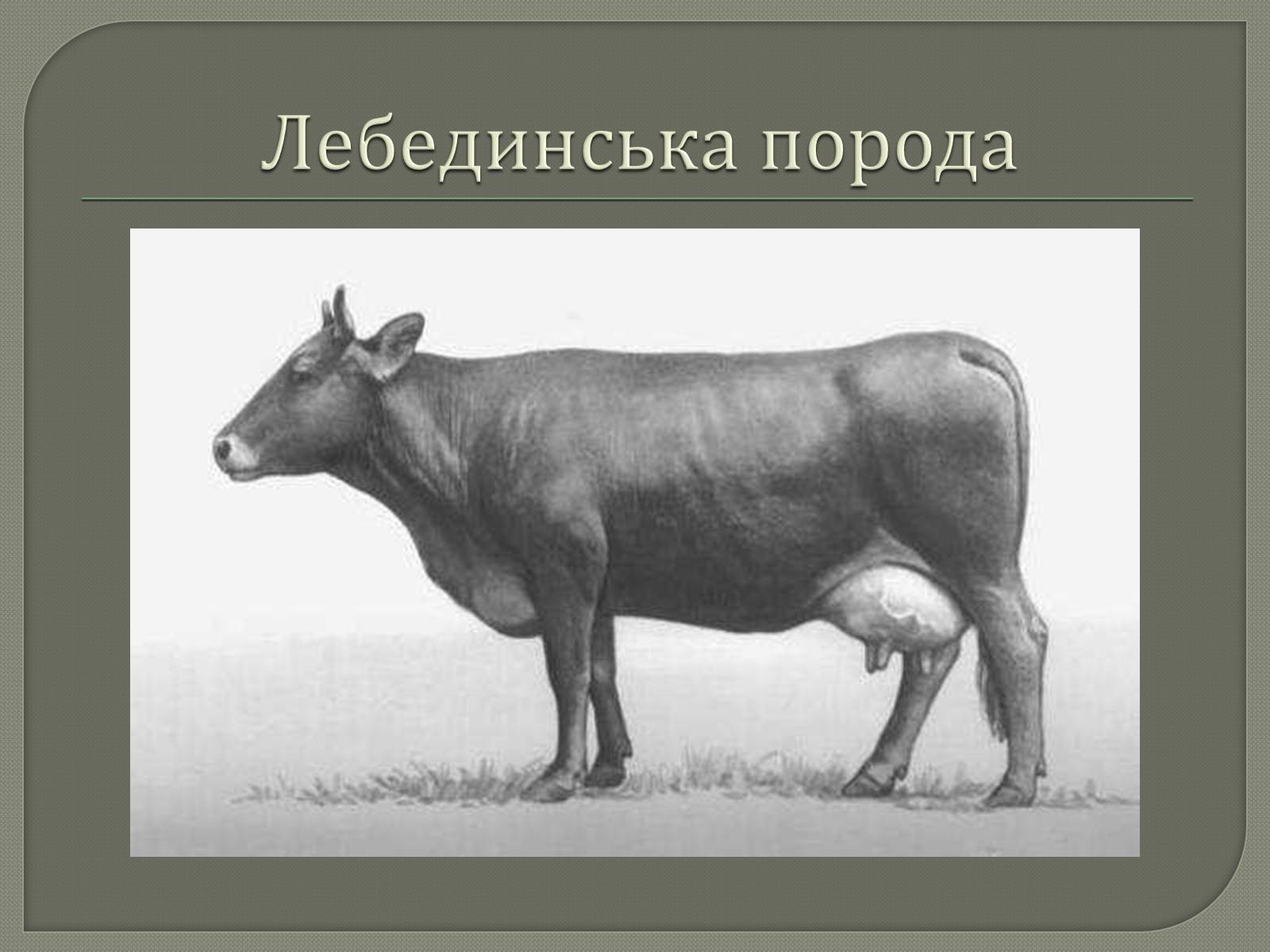 Презентація на тему «Селекція великої рогатої худоби» - Слайд #9