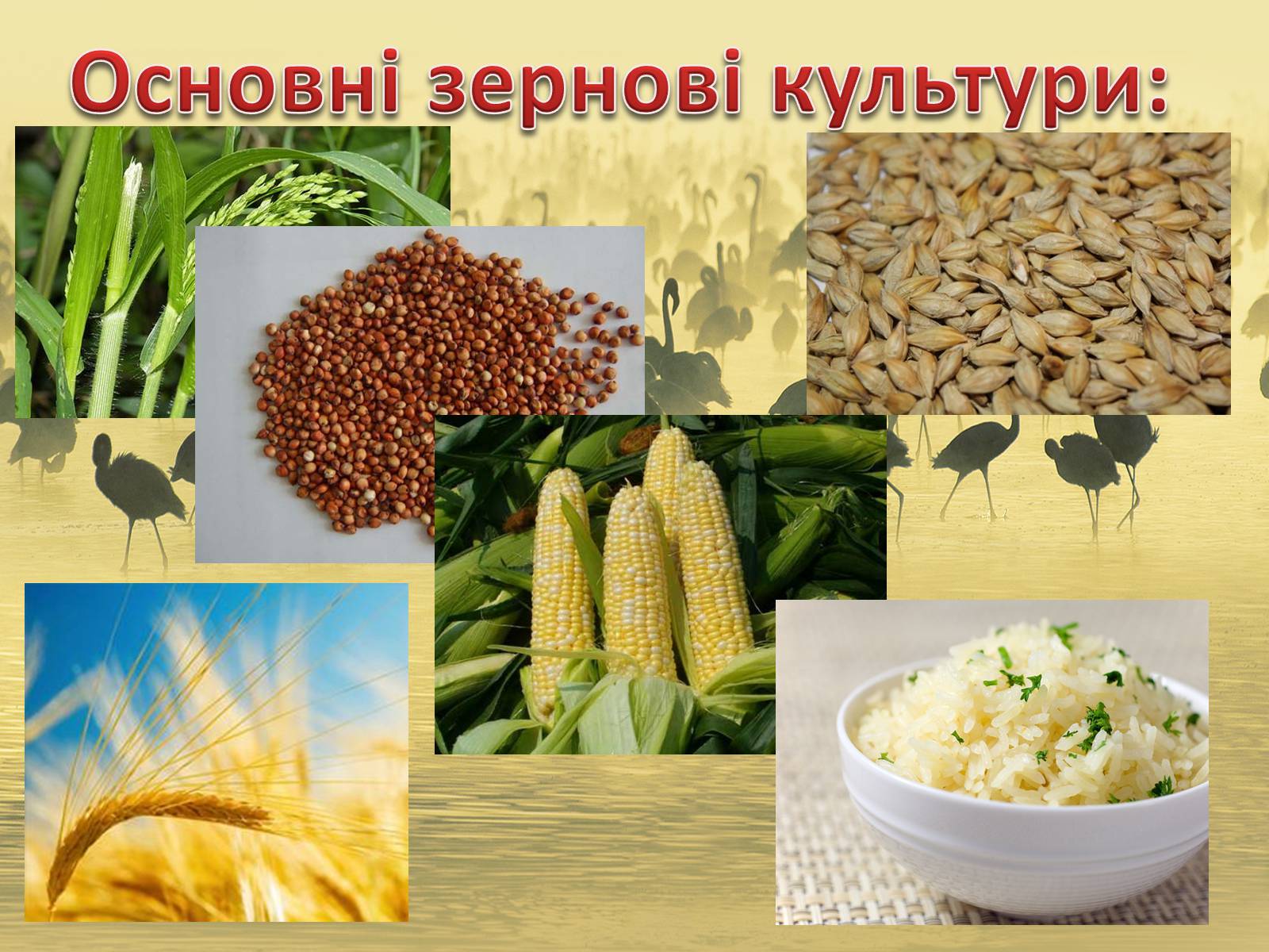 Культурные Растения Зерновые Пищевые