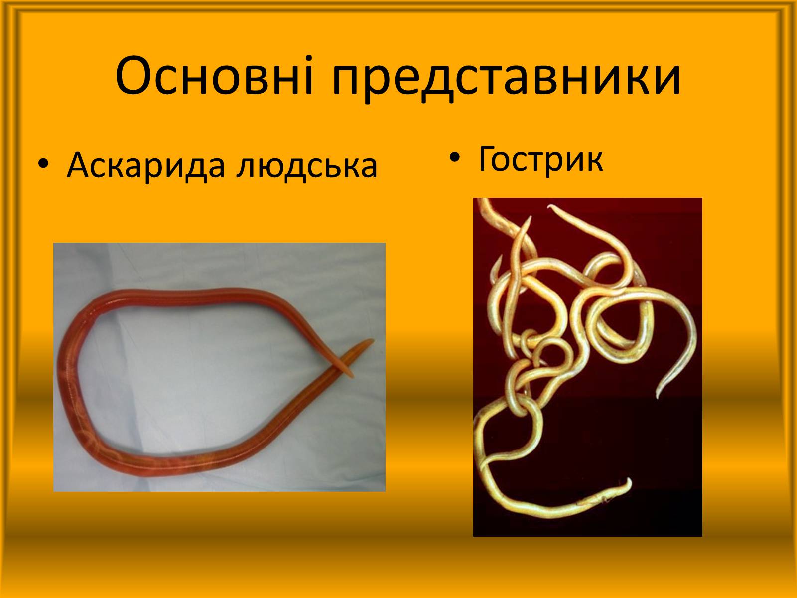 Презентація на тему «Тип Круглі черви» - Слайд #6