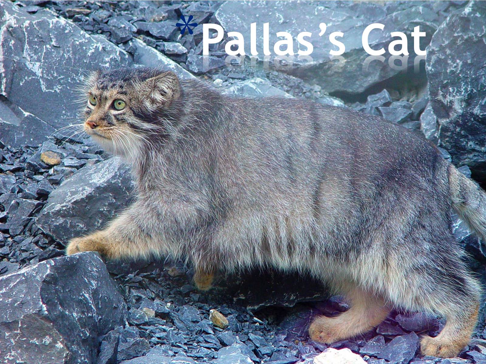 Презентація на тему «Pallas’s Cat» - Слайд #1