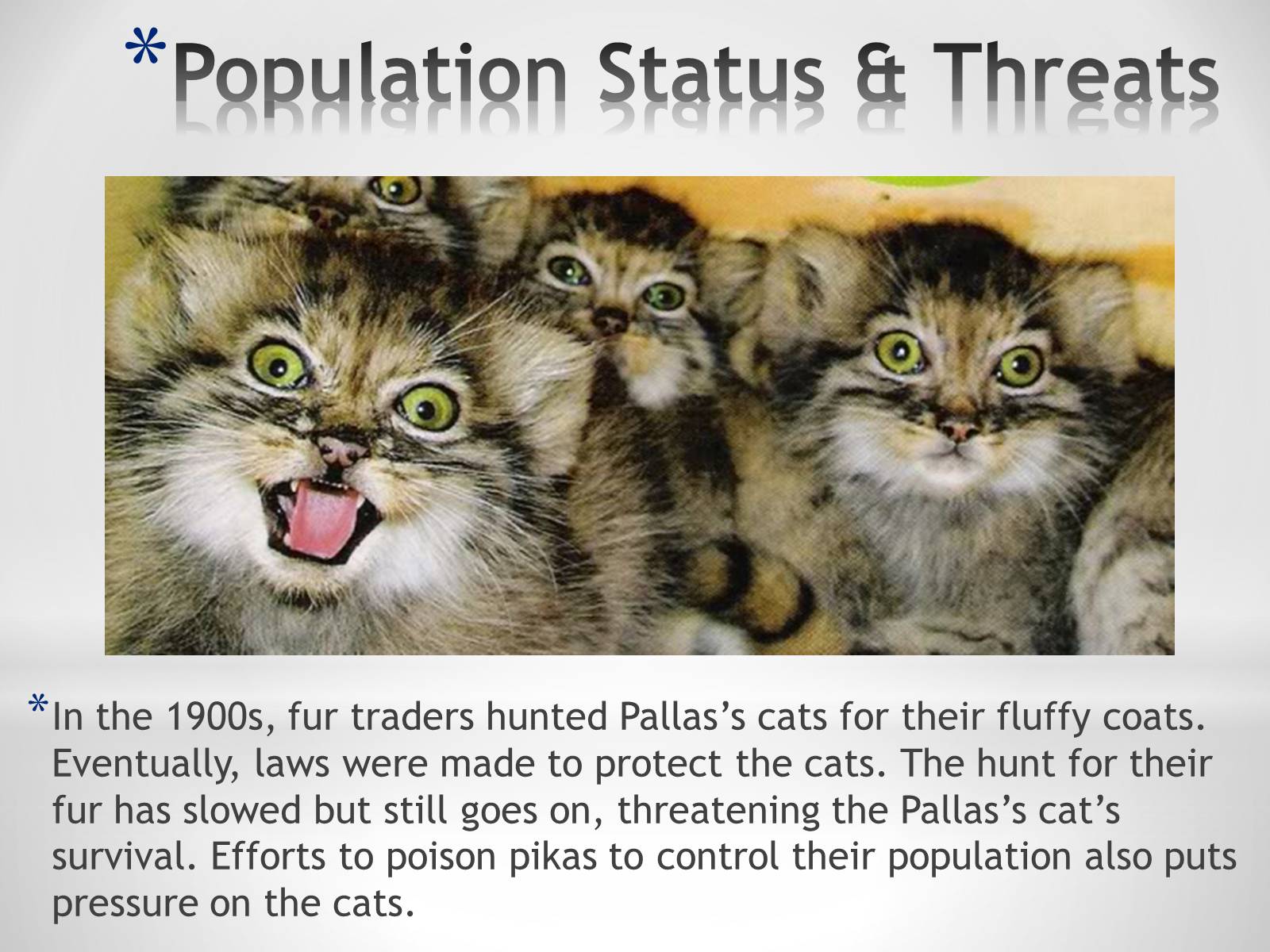 Презентація на тему «Pallas’s Cat» - Слайд #8