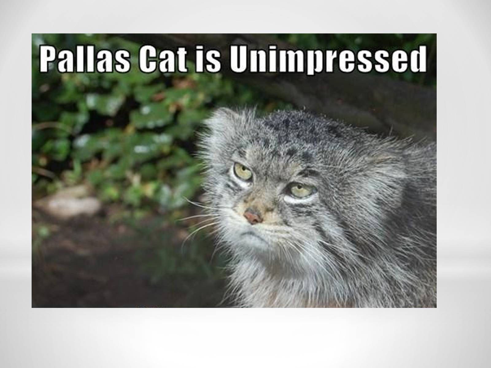 Презентація на тему «Pallas’s Cat» - Слайд #13