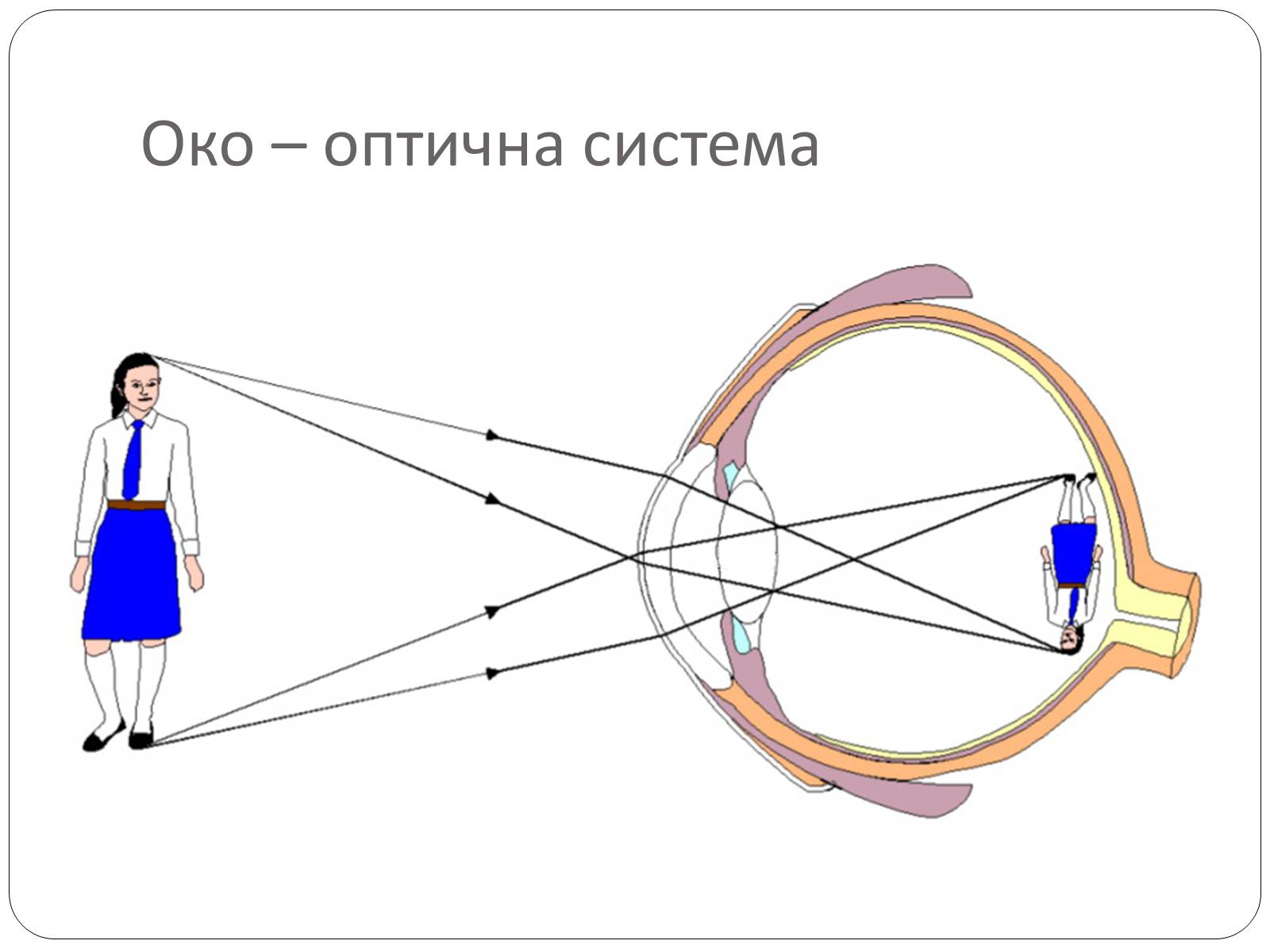 Презентація на тему «Оптичні прилади, та їх застосування» - Слайд #22