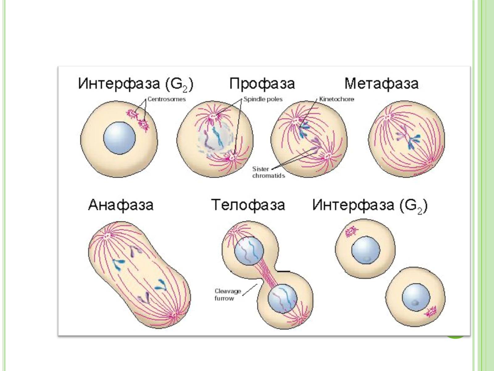 Название стадий деления клетки