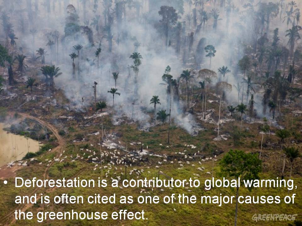 Презентація на тему «Deforestation» (варіант 3) - Слайд #4