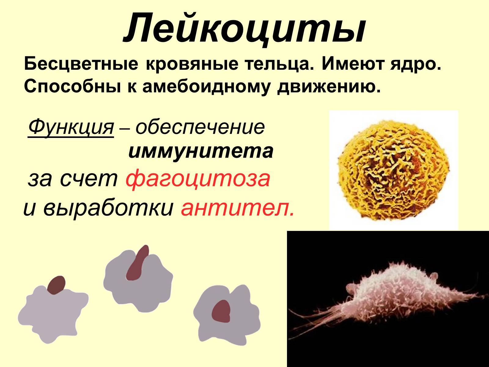 Способны к фагоцитозу амебоидному движению. Лейкоциты. Лейкоциты способные к амебоидному движению. Лейкоциты это. Лейкоциты способны.