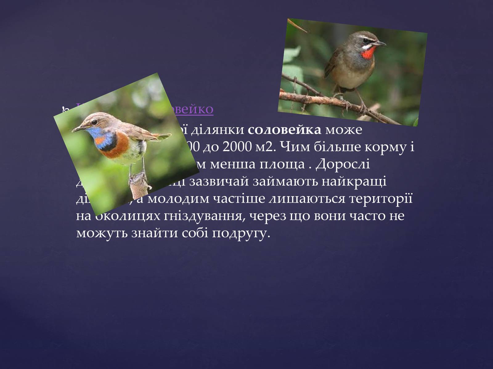 Презентація на тему «Цікаве про птахів» - Слайд #2